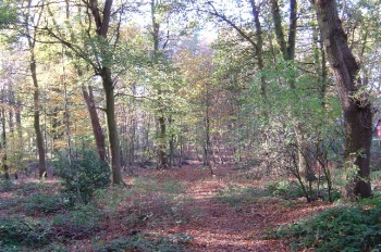 Church Wood Autumn Forest scene Church Wood Autumn Forest scene