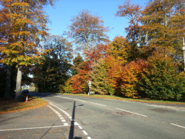 The Beeches