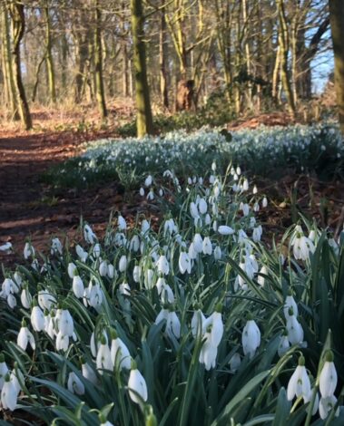 Church Wood snowdrops